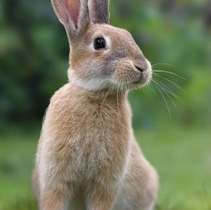 Meet your Posher, Johnny